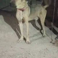 آگهی بخون|سگ|بهبهان, |دیوار