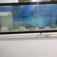 آکواریوم و تصفیه سقفی