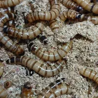 سوپرورم غذای حیوانات  خانگی پرنده ماهی خزندگان