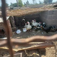 تخم اردک اسراییلی موجود هست سالم وتازه|حیوانات مزرعه|مزرعه کتول, |دیوار