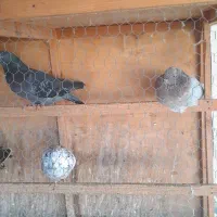 کبوتر|پرنده|بابل, |دیوار