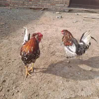 خروس گلین|حیوانات مزرعه|سلماس, |دیوار