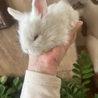 بچه خرگوش لوپ|موش و خرگوش|کرمان, |دیوار