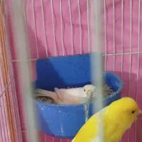 قناری کاشمر