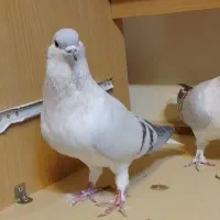 کفتر افغانی