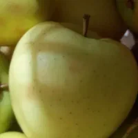 فروش سیب