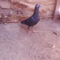 کفتر پرشی به زمانی همه چیز