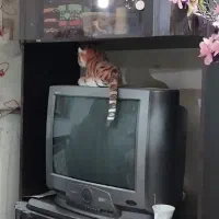 میز تلویزیون فروشی