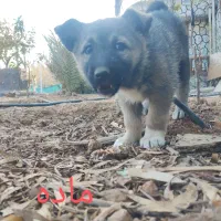 توله سگ نژاد ترکیبی سگگرگی فقط 1تومان|سگ|شیراز, فرودگاه شهید دستغیب شیراز|دیوار