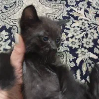واگذاری رایگان