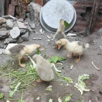 ۴ عدد غاز قو