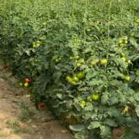 گلخانه نت هوس