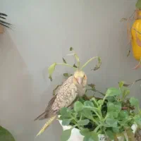 فروش جوجه عروس هلندی دستی