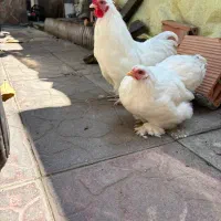 فروش مرغ و خروس منیاتوری پا پر