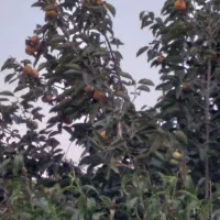 خرید خرمالو