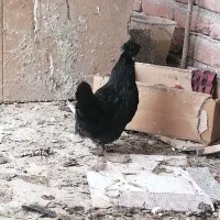 مرغ وخروس مینیاتوری