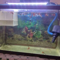 اکواریوم با ماهی|ماهی|شیراز, شهرک دارایی|دیوار