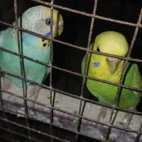 مرغ عشق فروشی