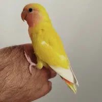 عروس کوتوله و هلندی هر دو تا دستی