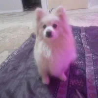 سگ پامر|سگ|فردیس, قریشی|دیوار