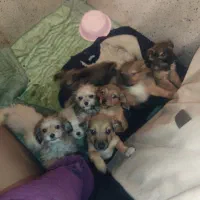 سگ تریر نژاد دار پا کوتا