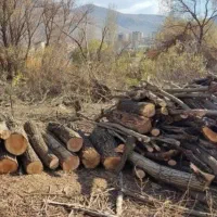 خریدار بیشه