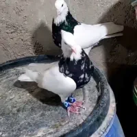 سک جفت طوقی