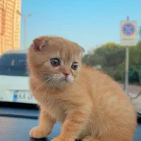 اسکاتیش گلد