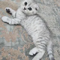 واگذاری گربه اسکاتیش|گربه|همدان, |دیوار