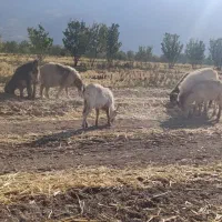 دوبر نر بز سانن|حیوانات مزرعه|فلارد, |دیوار