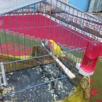 دو عدد طوطی کوتوله