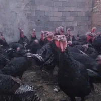 بوقلمون محلی نر کشتاری