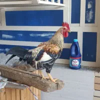 خروس عربی جوان دو عدد