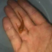 کت فیش  پوزه بوته ای باله بلند باله کوتاه