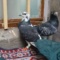 کفتر