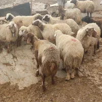 گوسفند وشیشک وبز وتی بز چاق کشتاری روغنی|حیوانات مزرعه|خرم‌آباد, |دیوار