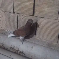 کفتر سرخ جوجه دم سفید