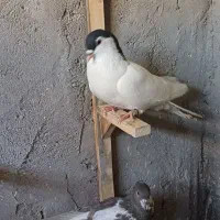 دوتا ماده یال سیا و امری قهوه ای افشون کلاهی