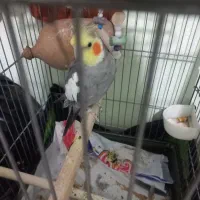 عروس هلندی نره