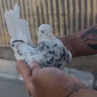 ماده شازده سرور