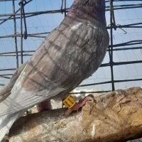 ۲تا بیجا|پرنده|سبزوار, قصبه شرقی|دیوار