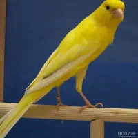 قناری گم شده