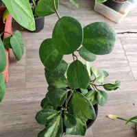 گل اپارتمانی هویا با گلهای معطر مناسب روز مادر