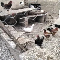 مرغ و اردک محلی