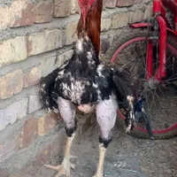 سفر،خروس لاری اصل