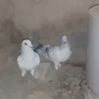 سلام دوعددکبوتر نر1000000