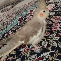 عروس هلندی