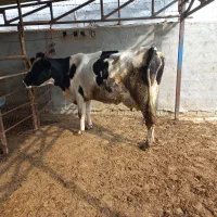 ۲راس گاوشکم اول گوساله دار|حیوانات مزرعه|بندر ترکمن, |دیوار