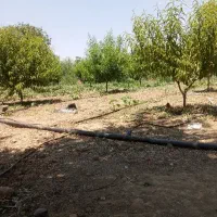 نیازمند خانم برای بژار