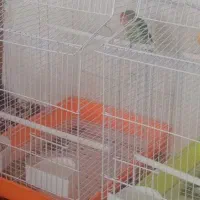 یک عدد طوطی برزیلی خوشگل سالم وسرحال